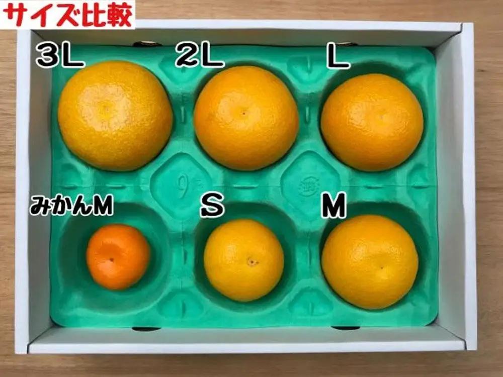 木成完熟 紅はっさく 特秀 大玉 2L × 7玉入 化粧箱 南泰園【2027年4月上旬～発送】
