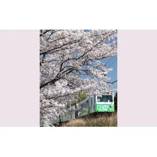 日本に3社4路線しかないナローゲージ（特殊狭軌）四日市あすなろう鉄道 貸切列車の運行［2027年1月10日（日）］