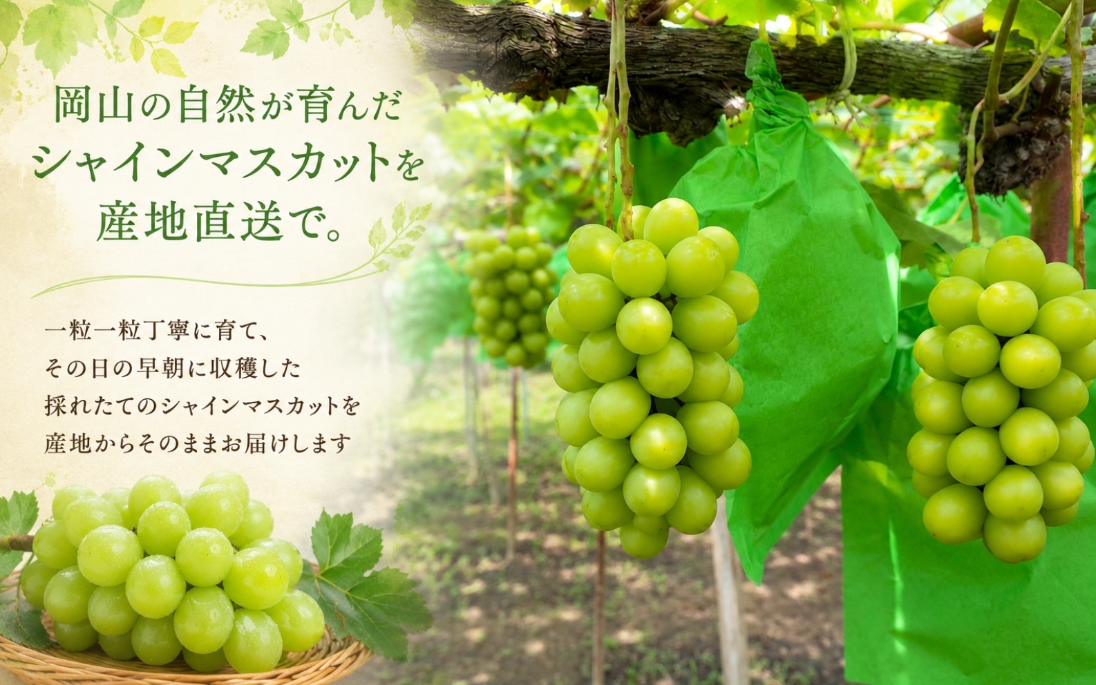 【2026年先行予約】岡山県産シャインマスカット ご家庭用 1.8kg~ 糖度測定 / ぶどう 岡山  真庭市 シャインマスカット 果物 人気 産地直送 国産 数量限定【bfyd001-01】