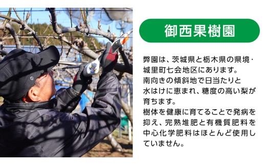 【2026年11月中旬から発送開始】王秋梨 約3kg 4玉～6玉 (茨城県共通返礼品:城里町) フルーツ 甘い お正月 クリスマス 大玉 直送 茨城 限定 [CO009sa]
