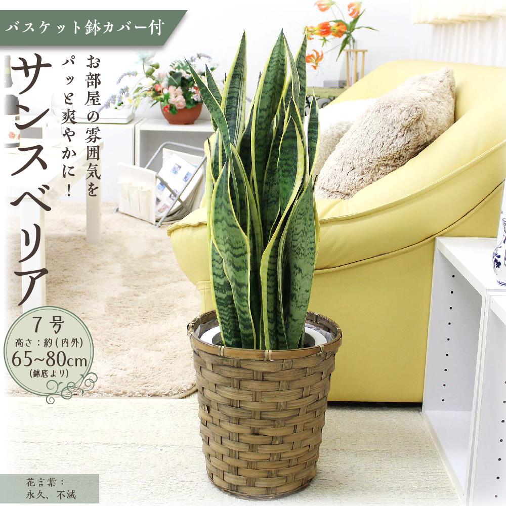 【観葉植物】サンスベリア 7号 バスケット鉢カバー 土の表面:ウッドチップ ｜観葉植物 インテリア 部屋 おしゃれ 福岡県筑前町 送料無料