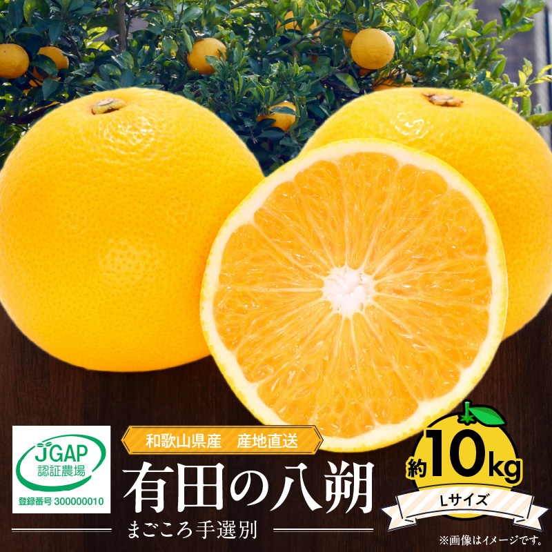 ZE6075n_【2026年先行予約】有田の八朔 (はっさく) 10kg （Lサイズ）まごころ手選別
