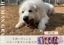 大型犬向け☆天然いのししのスモーク骨ガム6本