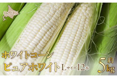 ＜2025年8月中旬よりお届け＞【朝採り】北海道壮瞥町 ホワイトコーン「ピュアホワイト」Lサイズ以上12本(約5kg) 【 ふるさと納税 人気 おすすめ ランキング ホワイトコーン ピュアホワイト 白い 白 トウモロコシ とうもろこし 野菜 甘い 北海道 壮瞥町 送料無料 】 SBTQ003