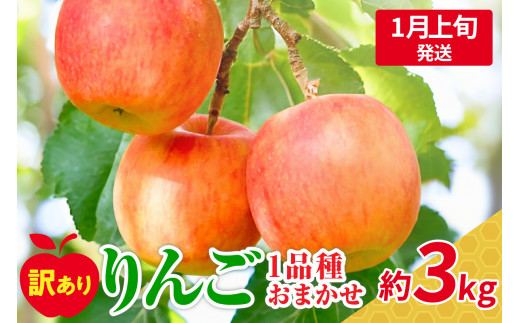 【2026年1月上旬発送】おまかせ 訳ありりんご 約 3kg （7～12個程度） 青森 |選べる配送時期|  りんご 青森 五所川原 3kg 程度