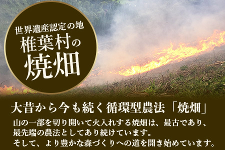 【世界農業遺産の産物】焼畑農家がつくった山桑の葉茶 ティーバック【桑茶】YS-24