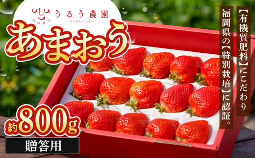 贈答用 あまおう 約800g【2025年1月下旬～2025年3月下旬順次発送予定】いちご イチゴ 苺 フルーツ 果物 福岡県産