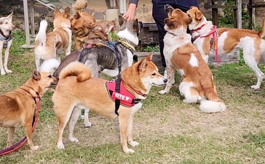 長崎漁港発！長崎近海産鮮魚お試しセット (ミニ) ／ 魚 魚介 鮮魚 海鮮 海産物 刺身 セット 地魚 詰め合わせ 詰合せ つめあわせ 大将農園 長崎県 長崎市 【2025年9月下旬～12月下旬迄発送