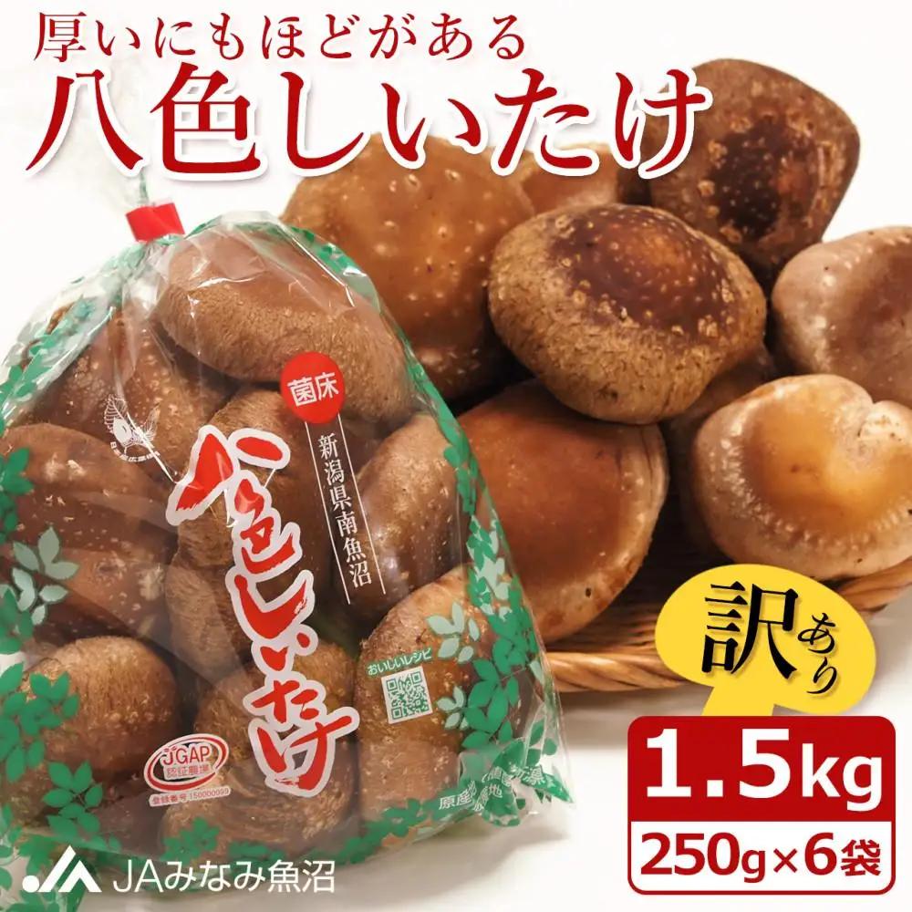【家庭用】厚いにもほどがある「八色しいたけ」1.5kg（250g×6袋） ｜しいたけ
