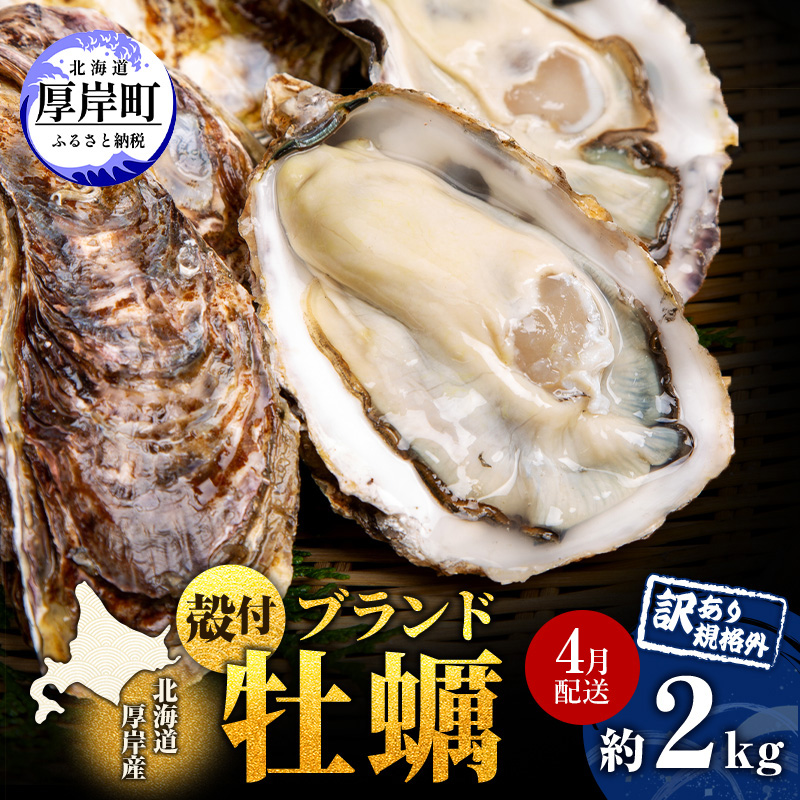 4月配送 訳あり ハーフ 規格外 牡蠣 北海道厚岸産 殻付カキ 約2kg（11～25個）カキナイフ付 生食 魚貝類 生牡蠣 かき 生カキ カキフライ マルえもん いびつな形 四季によって違う味わい コクがあり濃厚