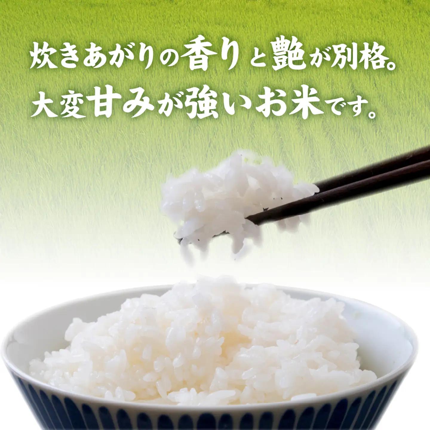 【先行予約】《定期便12ヶ月連続お届け》【みやま米】令和8年産 福井市産コシヒカリ5kg/天然の山水だけで育てたお米【2026年10月下旬以降順次発送予定】[N-168012] / 5kg 米 こしひ