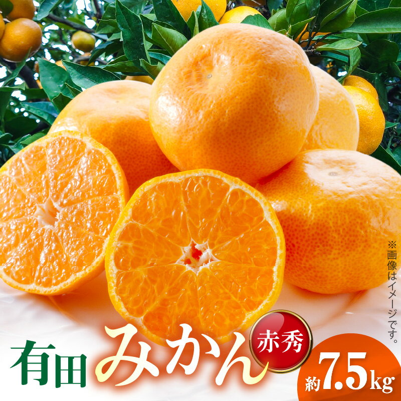 【ふるさと納税】【限定】 2025年 先行予約 有田みかん 温州みかん 赤秀 約7.5kg 程よい 酸味 早生 甘み 楽しめる 中生 日持ち 年明け用 晩生 サイズ おまかせ 濃厚 みかん 柑橘 果物 果実 フルーツ 農家直送 ご当地 お取り寄せグルメ グルメ 和歌山県 湯浅町 送料無料