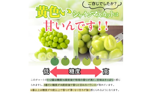 【2026年発送★先行予約】 訳あり シャインマスカット 粒 約1.7kg 154-061-26y  ※クール便 | 不揃い ご自宅用 ご家庭用 フルーツ 果物 高評価 人気 ランキング おすすめ 甘