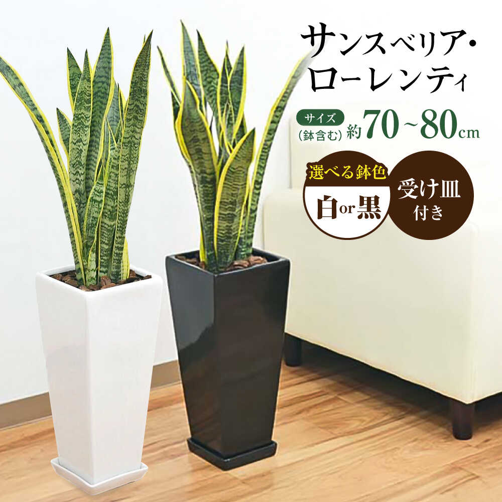 【ふるさと納税】【選べるカラー】観葉植物 サンスベリア ローレンティ 7号 白 黒 陶器鉢植え 75cm ロングスクエア/サンスベリア 鉢植え 観葉 植物 インテリア おしゃれ プレゼント/大村市/琴花園[ACYK044]