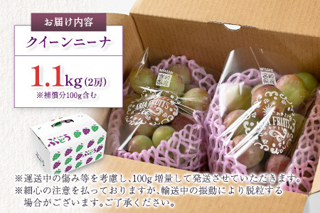 ぶどう クイーンニーナ 1kg+100g補償付 果物 フルーツ B684