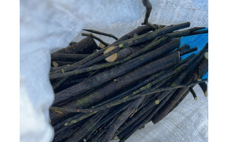 山の仙人の贈り物 栃窪町のくろもじ茶（5パック入り×5個）