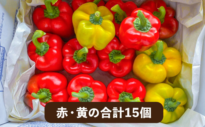 肉厚 パプリカ 15個 福岡県 糸島産 シーブ 糸島市 野菜 ピーマン [AHC032]