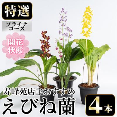 ふるさと納税 いちき串木野市 【個数限定】&lt;3月末まで受付 &gt;寿峰苑特選えびね蘭店主おすすめ開花済Pコース