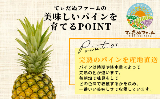 《2025年7月上旬頃より順次発送》【予約受付】石垣島産 ハワイ種パイン 3～4個セット 約4.2㎏【 産地直送 石垣島産 石垣 完熟 パイン パイナップル 】TD-7