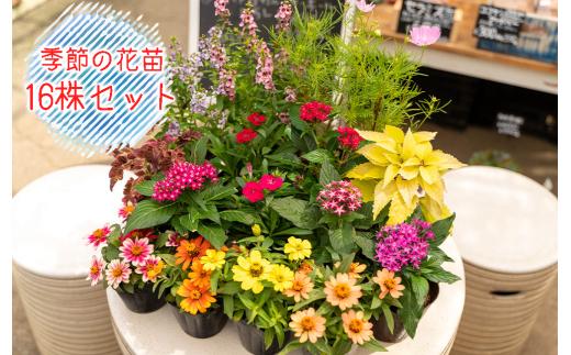 お花 季節の花苗 16株 セット 寄せ植え 