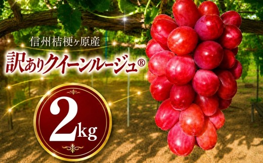 
                  【2026年先行予約】訳あり 信州桔梗ヶ原産 こだわりのクイーンルージュ® 約2kg｜クイーンルージュ® 訳あり 訳アリ ぶどう 葡萄 フルーツ 果物　種なし 塩尻市 長野県 信州
                