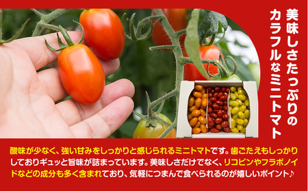 田村さん家のミニトマト約2kg【産】田村農園《11月上旬-7月下旬出荷》野菜新鮮リコピン