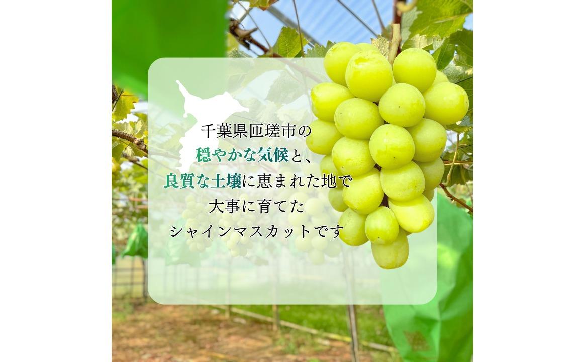 シャインマスカット　1.2kg（2～3房）ぶどう ブドウ 葡萄 シャインマスカット 果物 くだもの フルーツ 1.2kg カクタファーム 朝採り 産地直送 産直 期間限定 千葉県 匝瑳市