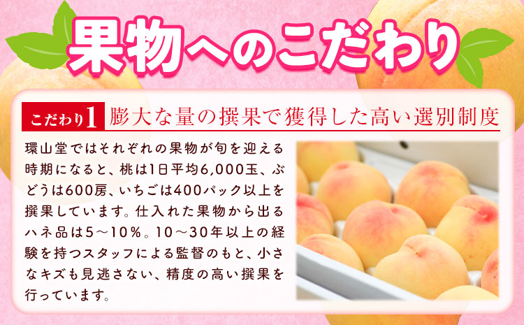 【2026年先行予約】秋のシャインマスカット 晴王  1房 環山堂株式会社《2026年9月上旬-10月上旬頃出荷》岡山県 浅口市 シャインマスカット マスカット ぶどう 果物 フルーツ 送料無料a-1