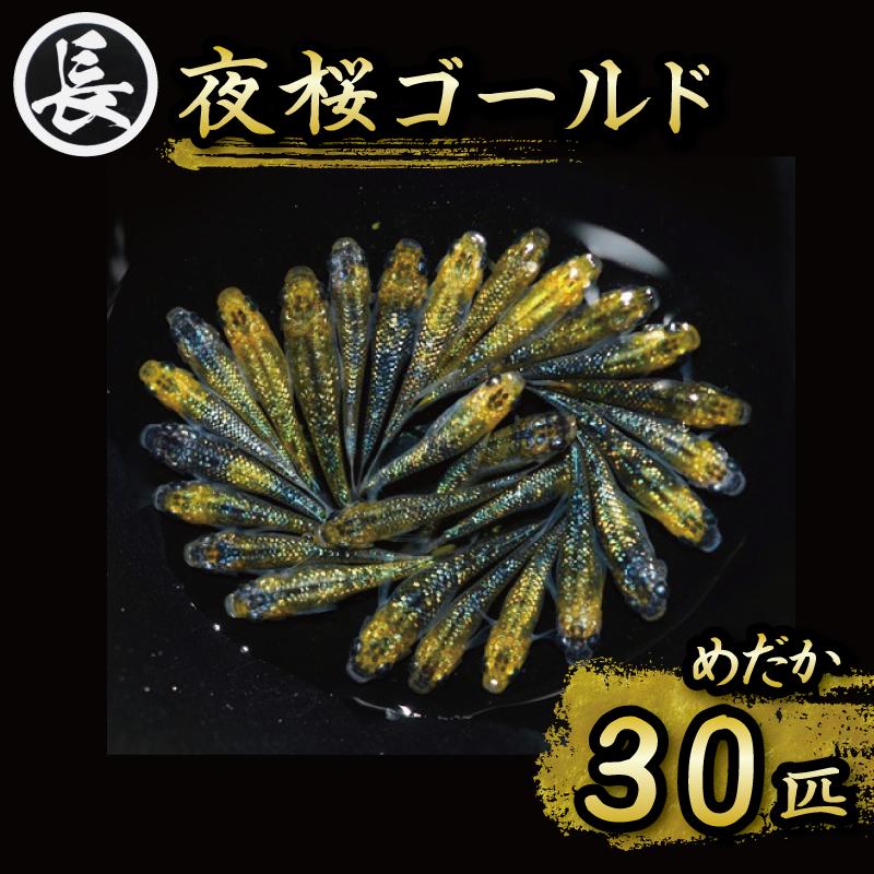 
129-27　夜桜ゴールド　オス・メス　ランダム30匹
