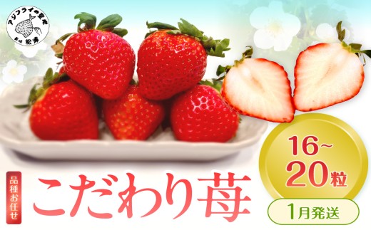 こだわり苺 品種お任せ小箱8粒～10粒×2パック(1月発送)( いちご 苺 イチゴ 紅ほっぺ かおり野 さがほのか 恋みのり 果物 フルーツ )【B0-236-01M】