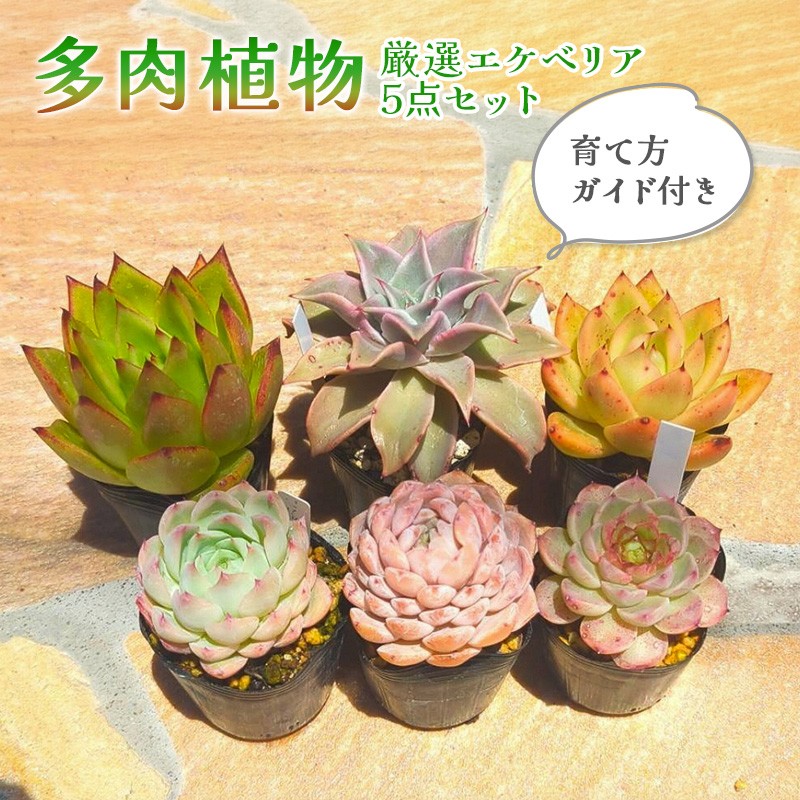
                  多肉植物　厳選エケベリア5点セット(育て方ガイド付き)[№5694-1198]
                