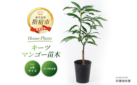 2026年1月中旬～発送【観葉植物】キーツマンゴー苗木 6号ポット 3～4年生苗木 前園植物園 030-1394  観葉植物 ※北海道・沖縄・離島配送不可