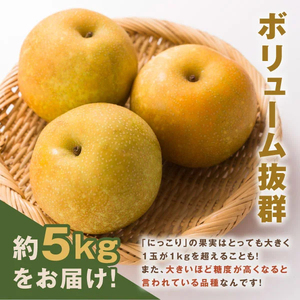 YN-07　にっこり梨　5kg