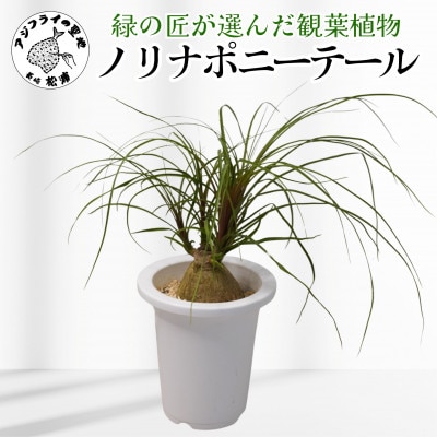 緑の匠が選んだ観葉植物　素敵な空間づくりに　ノリナポニーテール【1640477】