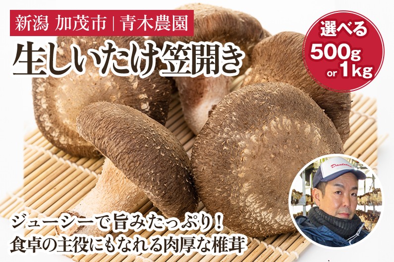 
                  【2026年先行予約】【選べる数量】生しいたけ 並サイズ（笠開き） 約500g（12～18個） 約1kg（24～36個） 《10月中旬～順次出荷》 品評会で金賞受賞！ きのこ しいたけ 椎茸 特大 食べ応えある大きさ 肉厚で旨味たっぷり！ 加茂市 青木農園
                