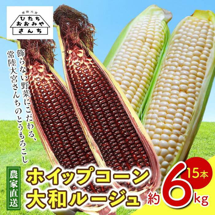 【ふるさと納税】＜先行予約受付中！2026年7月上旬以降順次発送予定＞とうもろこし スイートコーン 赤白15本 朝採り 旬の味覚 新鮮 コーン 先行予約 産地直送 農家直送 トウモロコシ【常陸大宮さんち農園】【ho1655】