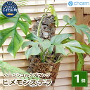 【ふるさと納税】観葉植物 バージンコルクプランツ ヒメモンステラ 1個 インテリア ナチュラル 自然 リラクゼーション プレゼント ギフト 贈答用 送料無料 趣味 風水 緑 ライフスタイル 人気 オススメ 初心者 玄関 自家栽培 壁掛け 株式会社チャーム