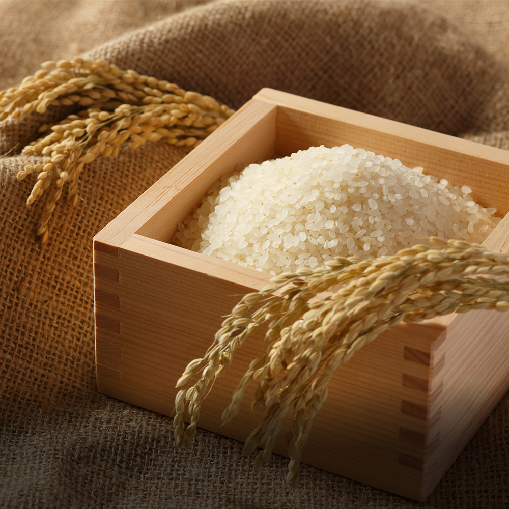 鳥取県産 きぬむすめ 令和7年産 精米済 10kg（5kg×2袋）