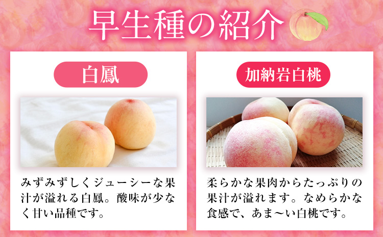 【令和7年度先行予約】岡山県産 白桃 (早生種) 約900g  晴れの国 おかやま館(漂流岡山)《2026年7月上旬-７月下旬頃出荷》【配送不可地域あり】（離島）---124_c2184_7a7c_2