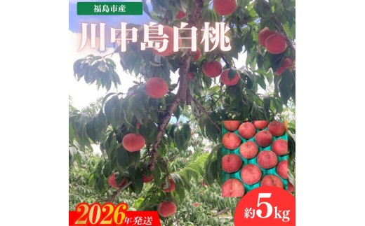No.3266 安斎果樹園  福島のもも 「川中島白桃」約5kg（13玉～15玉）【2026年発送 先行予約】
