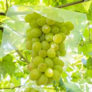 和歌山県産完熟シャインマスカット約1kg【2026年度発送分】(日高町)【配送不可地域：離島・北海道・沖縄県】【1663127】