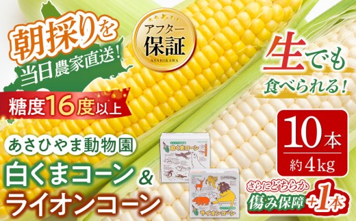 【26年発送先行予約】朝採りとうもろこしMIX10本 4kg あさひやま動物園 白くまコーンとライオンコーンのミックス（2026年8月中旬から発送開始予定）【 とうもろこし 人気 北海道 糖度 野菜 白いとうもろこし 白いスイートコーン 産地直送 ホワイトレディ ゴールドラッシュ コーン 玉蜀黍 旬 お取り寄せ 旭川市 北海道 】_02157