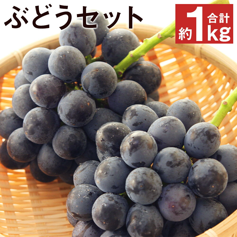 【ふるさと納税】厳選 熊本産のぶどうセット 約1kg 【メロンドーム】 品種おまかせ ランダム 果物 フルーツ 葡萄 セット 食べ比べ 九州産 熊本県産 送料無料《2026年8月発送》【先行予約】