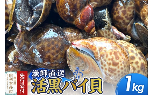 《先行受付》由利本荘市産 活黒バイ貝 1kg《一部地域限定配送》 [徳栄丸 バイ貝 秋田県産 国産]