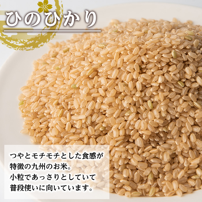 i542 ＜定期便・計6回(連続)＞鹿児島県出水市産ひのひかり玄米＜(3kg×2袋・計6kg)×全6回＞ 米 玄米 お米 6kg 計36kg 定期便 国産 ヒノヒカリ おにぎり 自家脱穀 ごはん お米