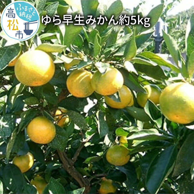 【ふるさと納税】ゆら 早生 みかん 約5kg【2026-9月下旬～2026-11月上旬配送】 | みかん 果物 フルーツ みかん 爽やか 酸味 濃厚 香川県 高松市 注目 高糖度 ミカン 蜜柑 フルーツ 柑橘 果物 果汁