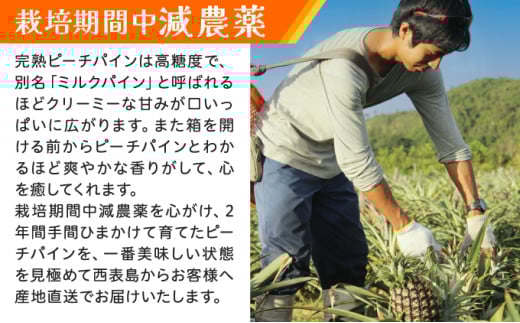 《2026年 先行予約》ピーチパイン 約3kg 3～6玉 農園ファイミール 完熟 果物 フルーツ 約3kg（3～6玉入り）