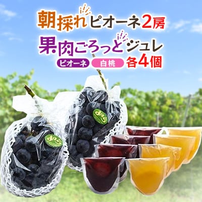 【2025年度発送分】朝採れ新鮮ピオーネ2房＆ピオーネと白桃果肉ごろっとジュレセット【配送不可地域：離島・北海道・沖縄県】