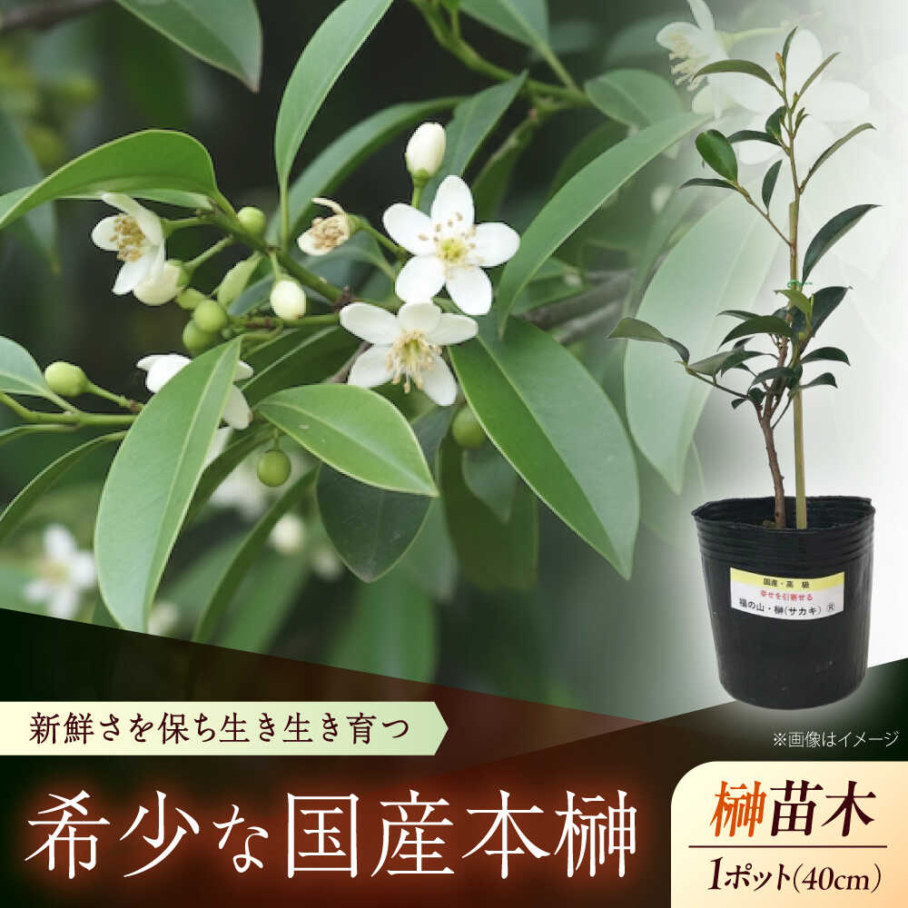 【ふるさと納税】植物 福の山・榊（サカキ） 苗木（1ポット）:40cm おすすめ 人気 庭木 生垣 目隠し ガーデニング 家庭菜園 常緑樹 国産 縁起物 贈り物 ギフト プレゼント 本榊 さかき 苗木 地植え 神棚 プランター 観葉植物 植物 広島県福山市/小林商事[BAEA007]