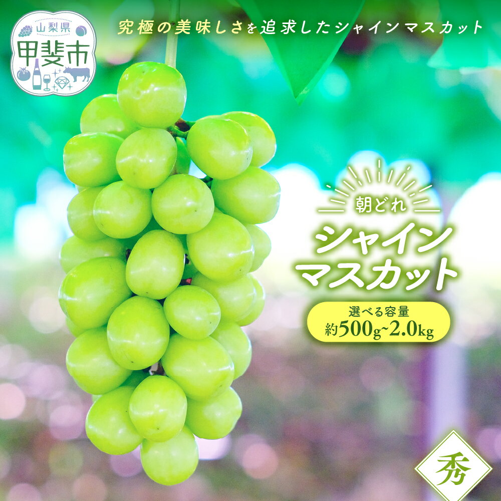【ふるさと納税】【来年（2026年/令和8年）発送＜先行予約＞】 朝採れ シャインマスカット 約500g～2kg 先行予約 先行 予約 山梨県産 産地直送 フルーツ 果物 くだもの ぶどう ブドウ 葡萄 シャイン シャインマスカット 新鮮 人気 おすすめ 国産 贈答 山梨 甲斐市 AV-1